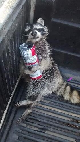 raccoon