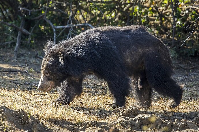 Sri_Lankan_sloth_bear_(Melursus_ursinus_inornatus)_male_3