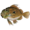 400_H2_Cut_C0_1_Fishla