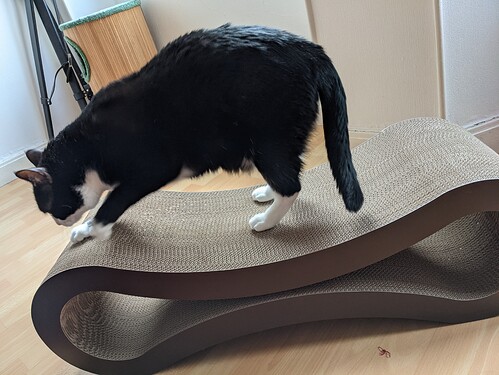 PXL_20210222_113651455.MP