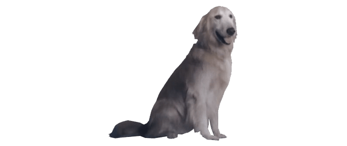 JPEG good boy