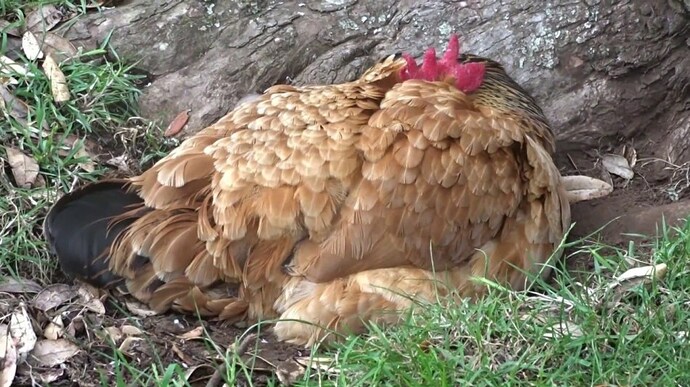 sleeping-hen-edwin-yang