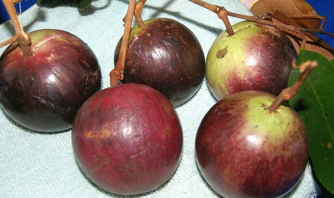 Star_Apple_(Kaimito)