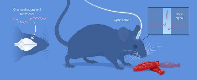 Illustration: Deisseroth successfully activated nerve cells in the brains of living mice
