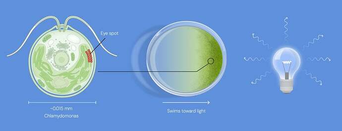 Illustration: The alga Chlamydomonas senses light using its eyespot