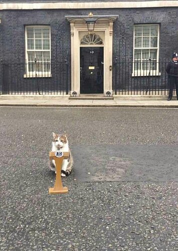larrycatpodium