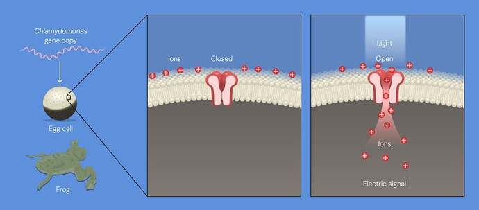 Illustration: Chlamydomonas genes in frog eggs
